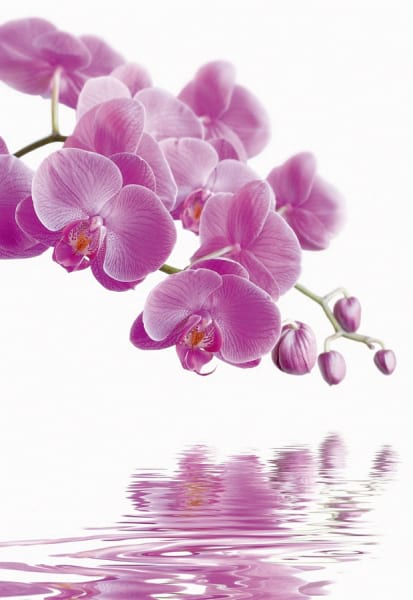 Fototapeta Lila Orchidee über Wasser