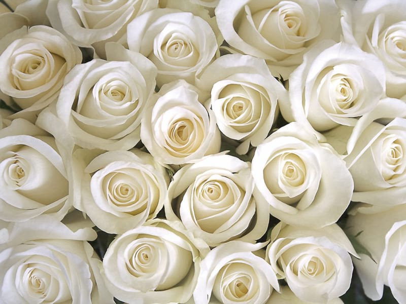 Fototapeta Weiße Rose