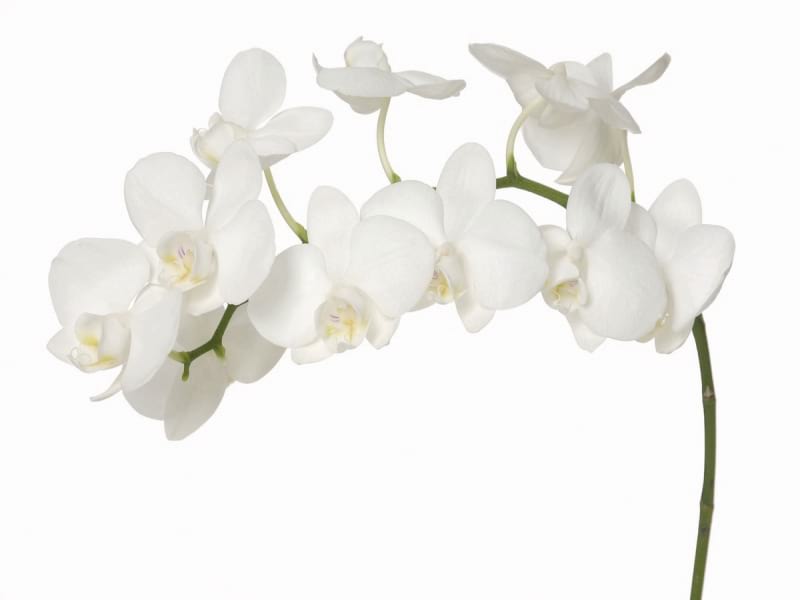 Fototapeta Elegante weiße Orchidee