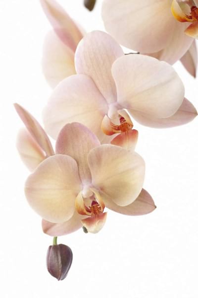 Fototapeta Creme-Orchidee