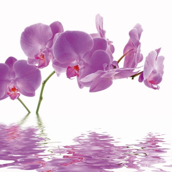 Fototapeta Rosa Orchideen