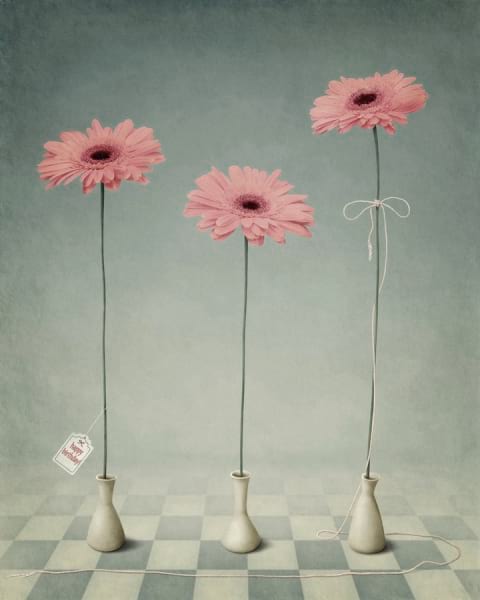 Fototapeta Rosa Gerbera