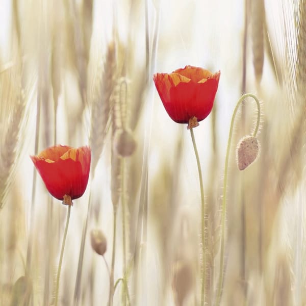 Fototapeta Rote Mohnblumen