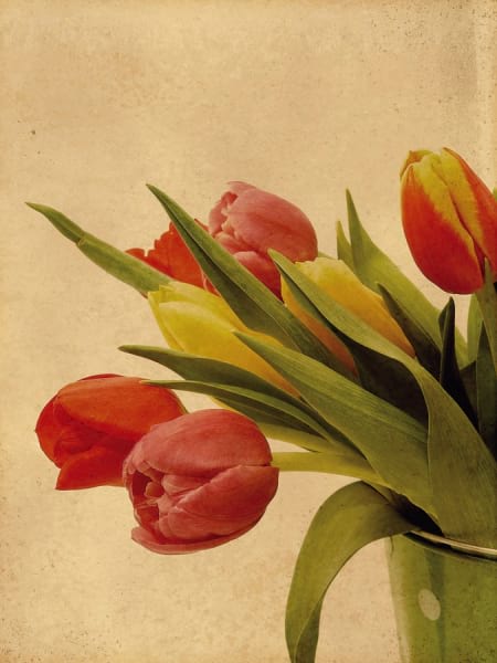 Fototapeta Die ersten Tulpen