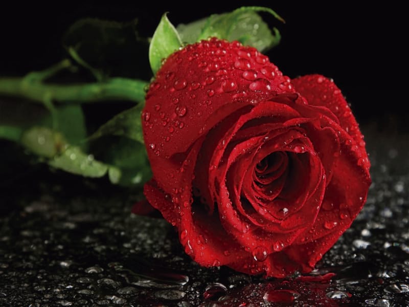 Fototapeta Rote Rose 