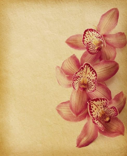 Fototapeta Zarte Orchideenblüten