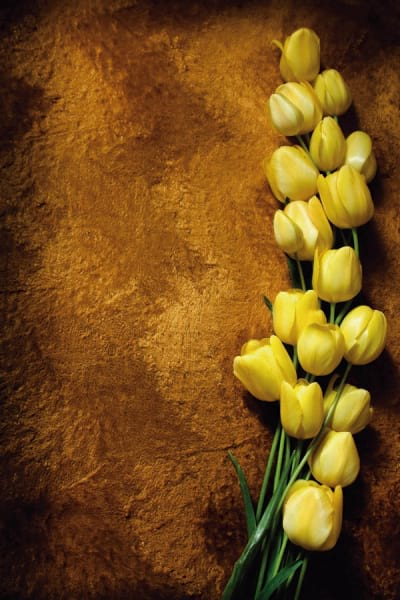 Fototapeta Gelbe Tulpen