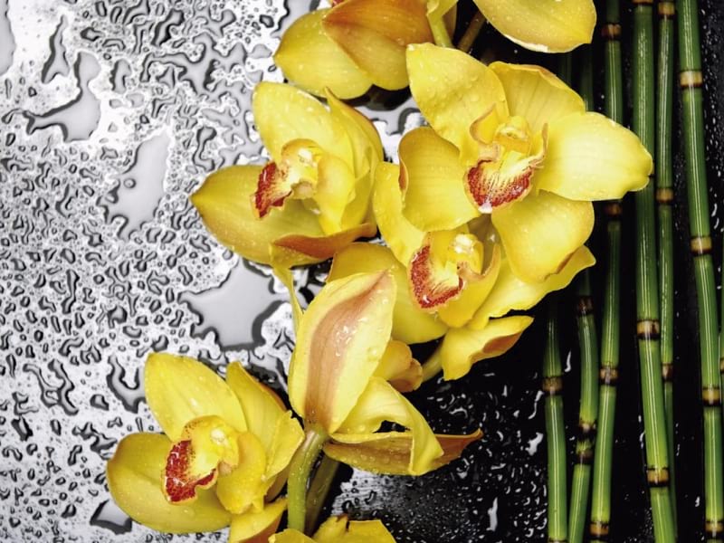 Fototapeta Orchidee und Bambus