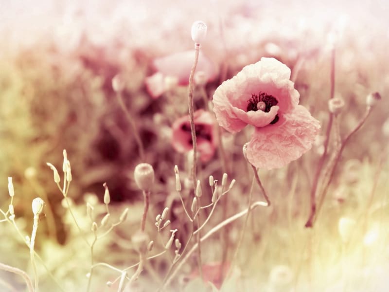Fototapeta Wunderschöner Mohn
