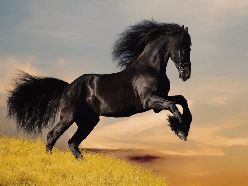 Fototapeta Schwarzes Pferd