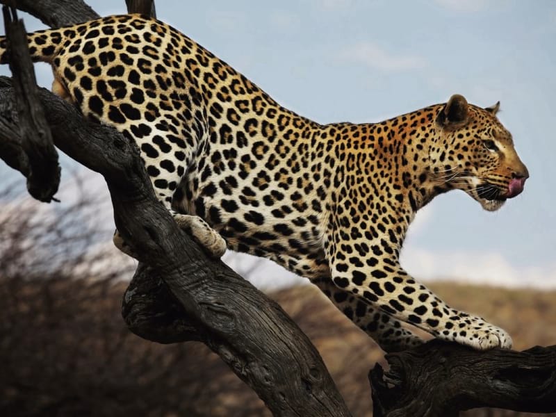 Fototapeta Leopard auf einem Baum