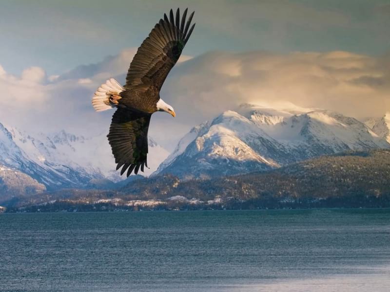 Fototapeta Adler über den Bergen