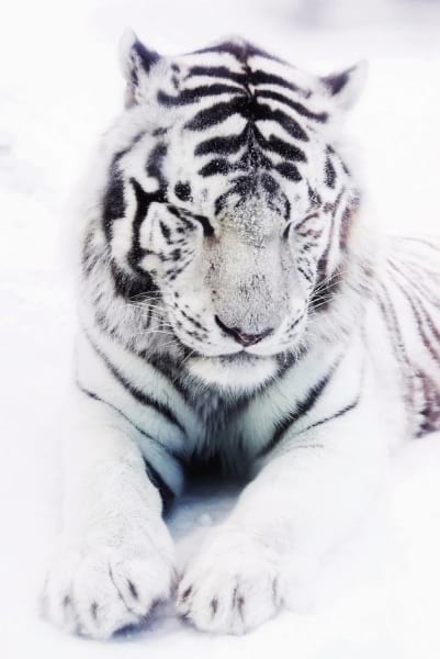 Fototapeta Der weiße Tiger