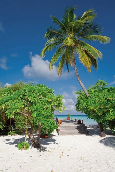 Fototapeta Strand und Palmen