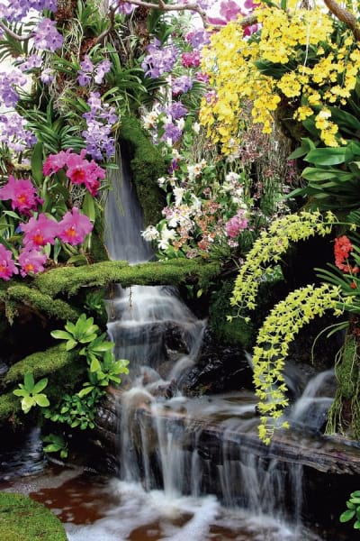 Fototapeta Wasserfallblumen