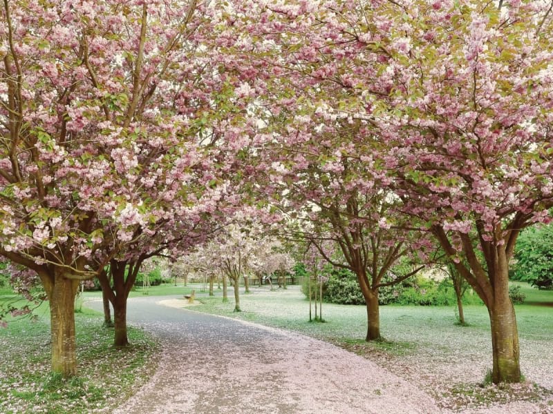 Fototapeta Frühlingsblüte