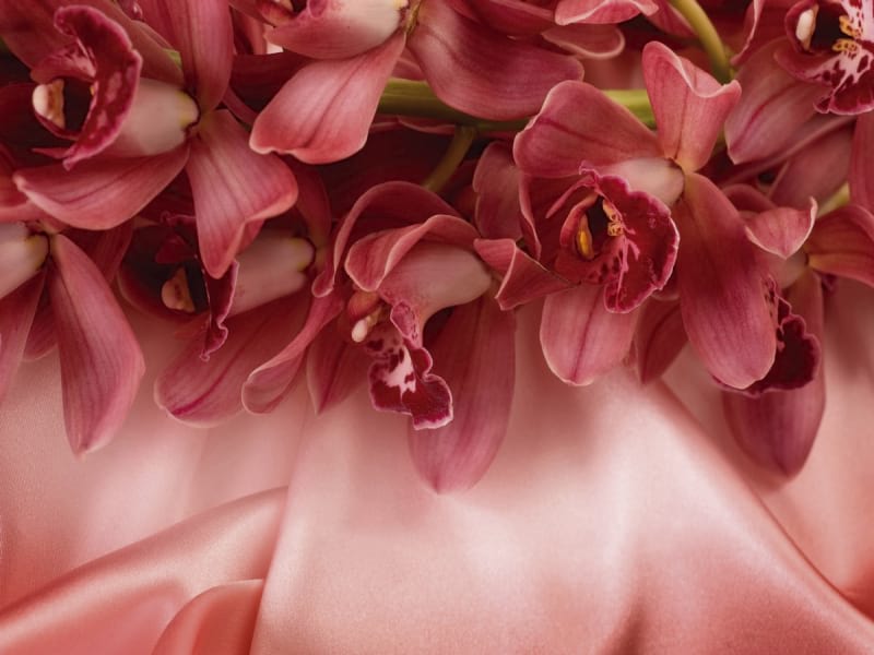 Fototapeta Rote Orchideen