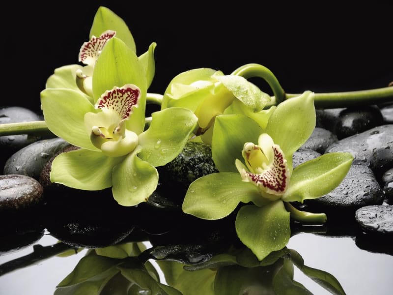 Fototapeta Grüne Orchideen