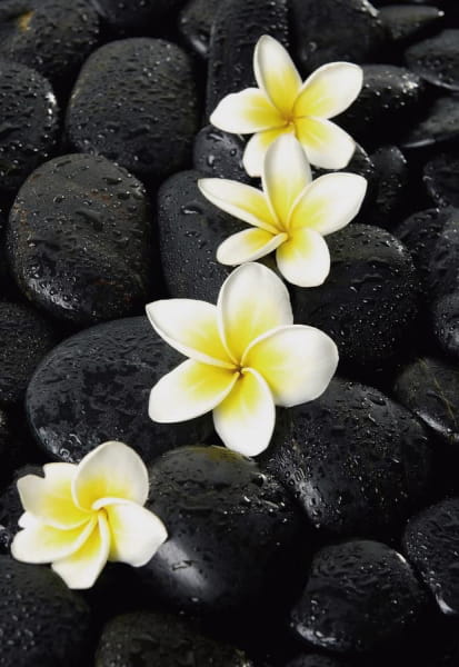Fototapeta Plumeria auf Steinen