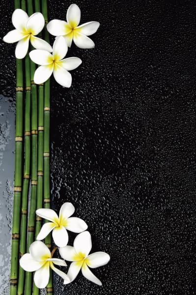 Fototapeta Bambus und Plumeria
