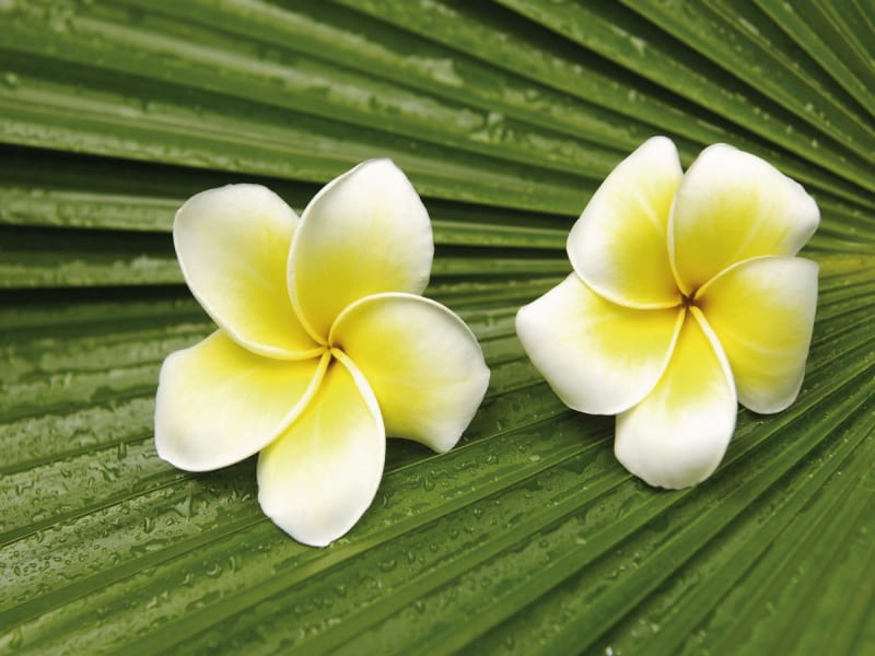Fototapeta Plumeria-Blüten