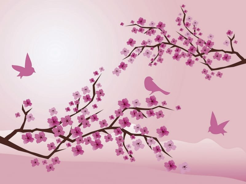 Fototapeta Rosa Vögel und Sakura