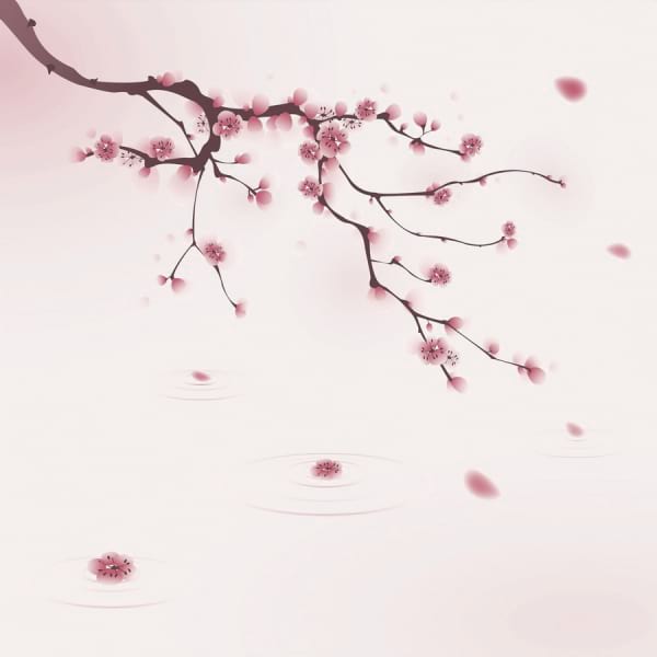 Fototapeta Sakura-Blütenblätter