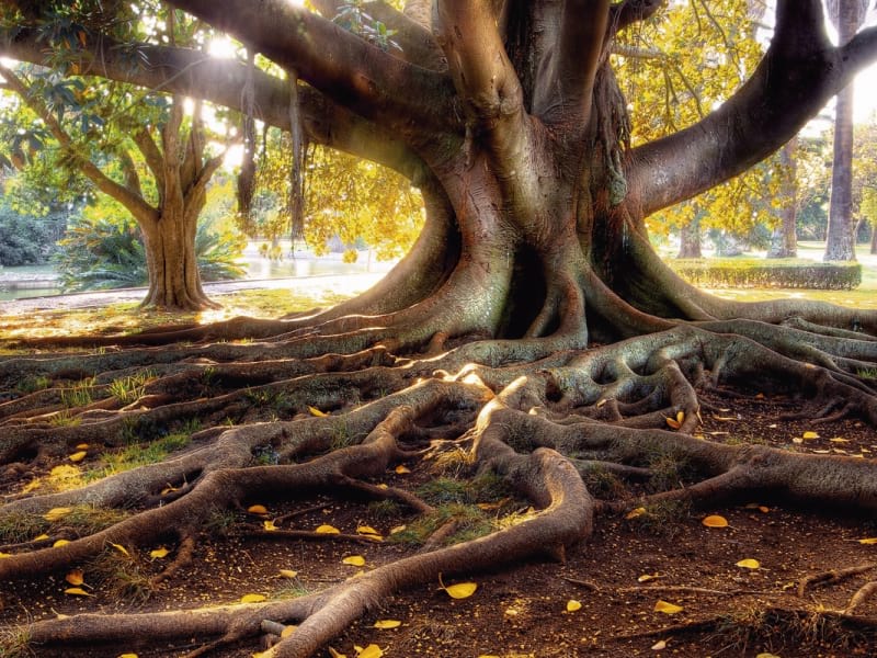 Fototapeta Hundertjähriger Baum
