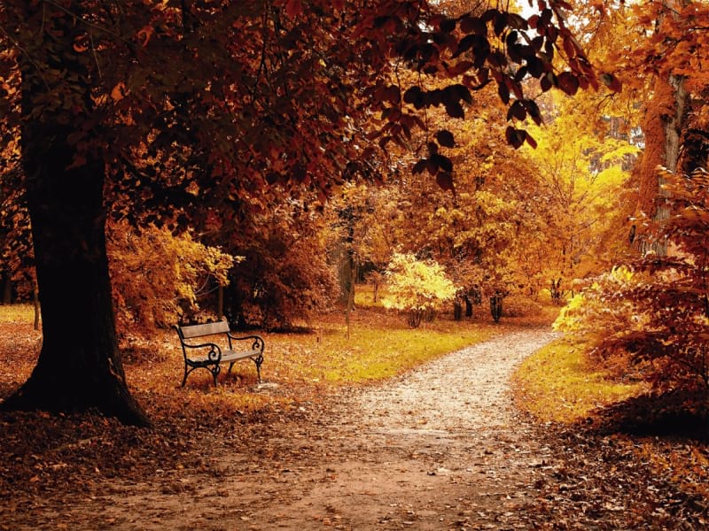 Fototapeta Der goldene Herbst