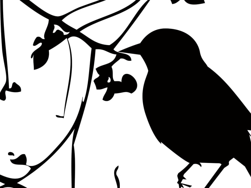 Fototapeta Vögel auf einem Baum fragment # 1