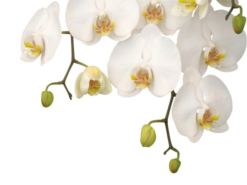 Fototapeta Bezaubernde weiße Orchideen