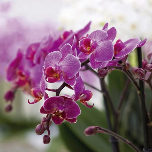 Fototapeta Wunderschöne lila Orchidee