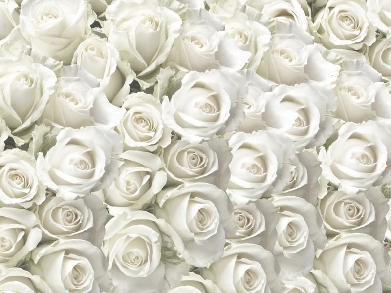 Fototapeta Schneeweiße Rosen