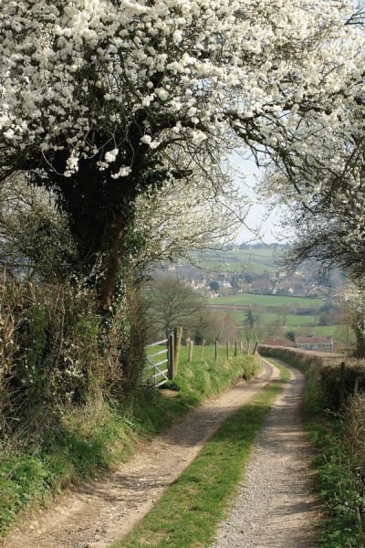 Fototapeta Naturstraße
