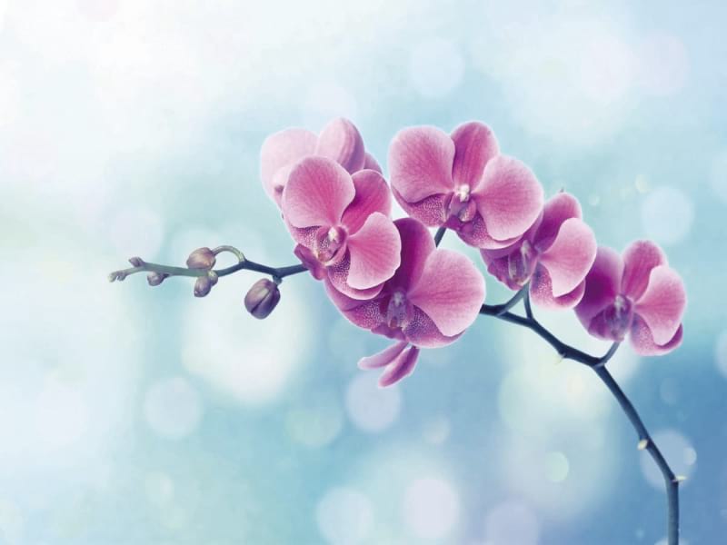 Fototapeta Orchidee auf blauem Hintergrund