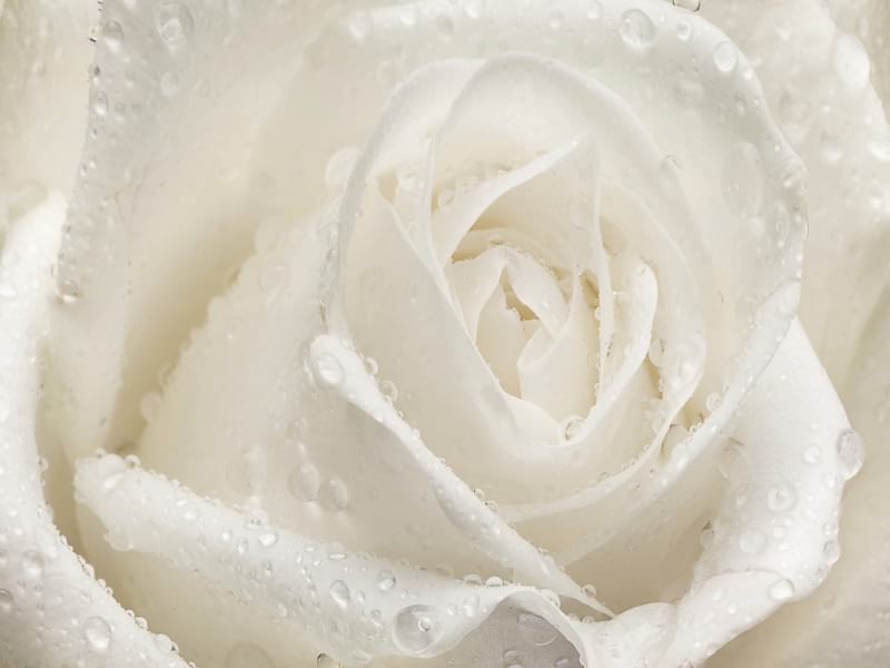 Fototapeta Rose mit Tropfen