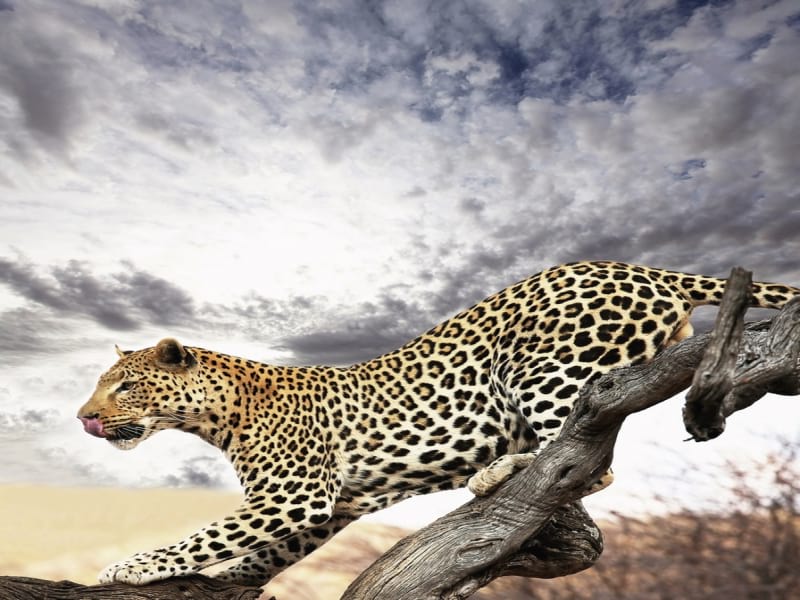 Fototapeta Junger Leopard