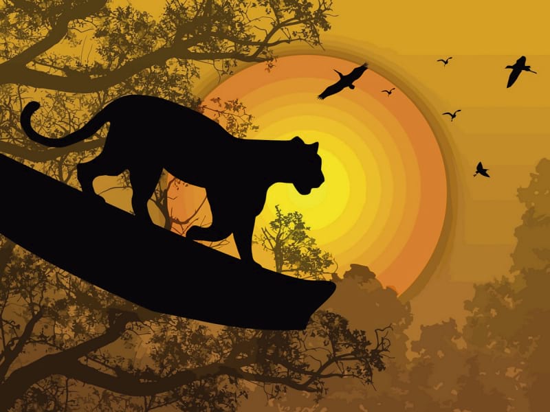 Fototapeta Panther bei Sonnenuntergang