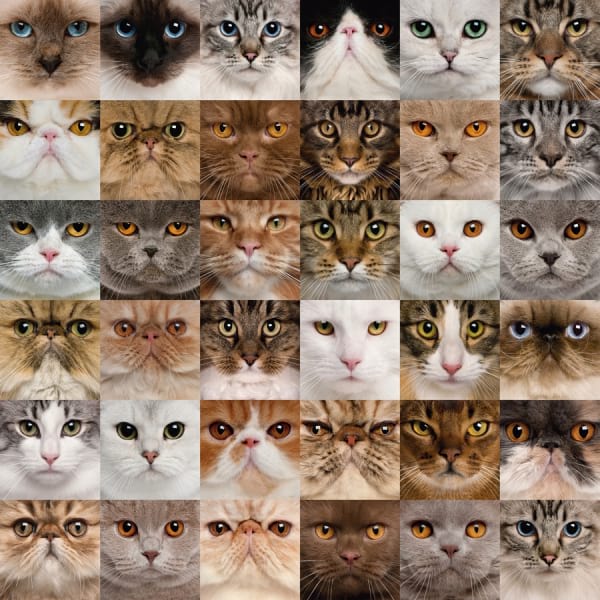 Fototapeta Katzenblick