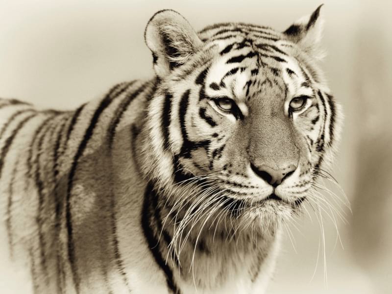 Fototapeta Wildtiger