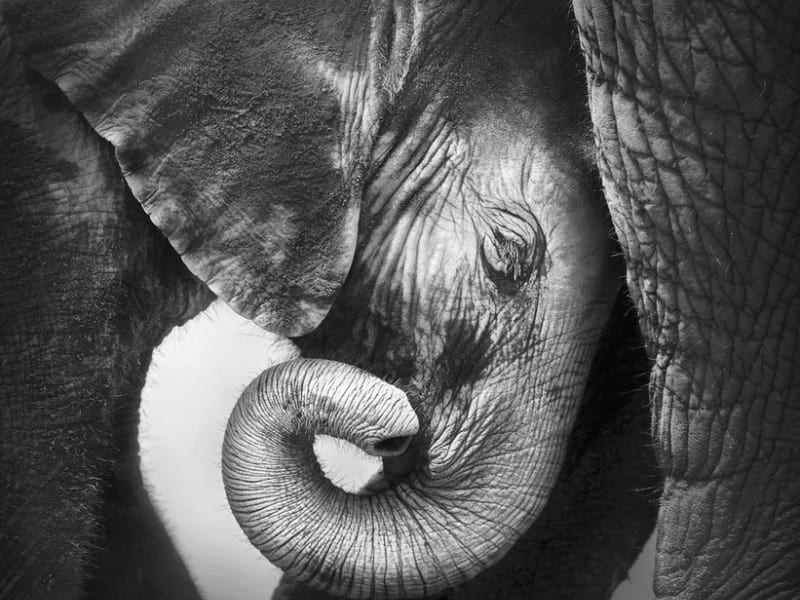 Fototapeta Baby Elefant