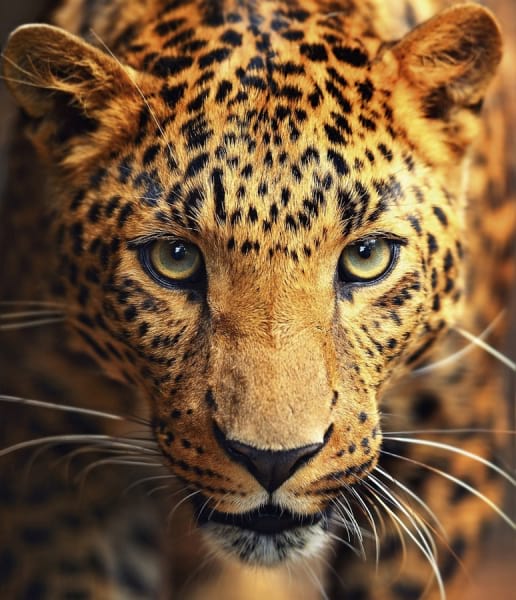 Fototapeta Gefleckter Leopard