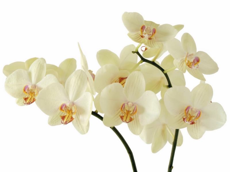 Fototapeta Makellose Orchidee