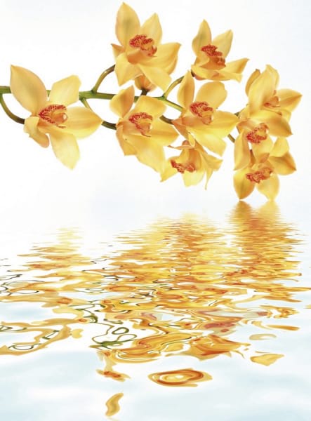 Fototapeta Gelbe wilde Orchidee