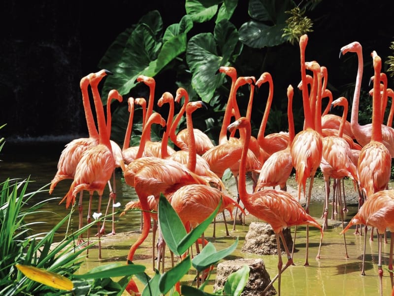 Fototapeta Tanzende Flamingos