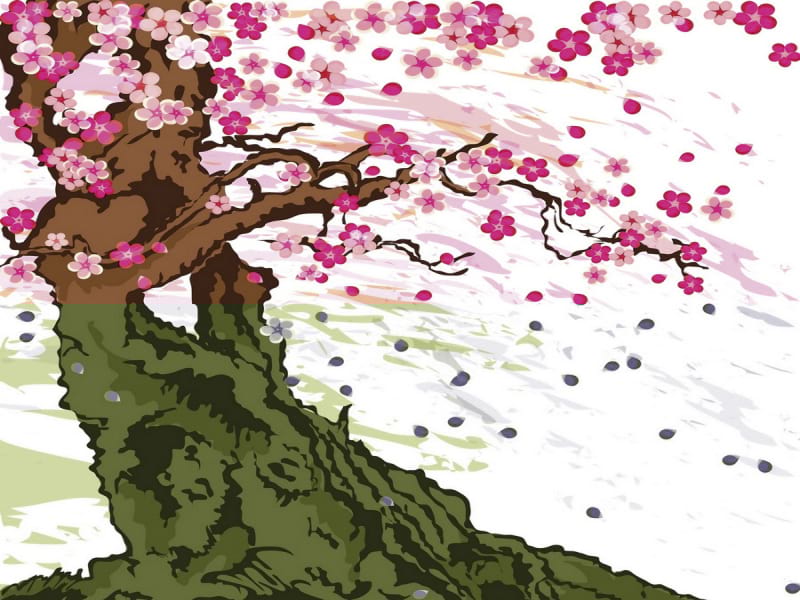 Fototapeta Sakura-Baum-Zeichnung
