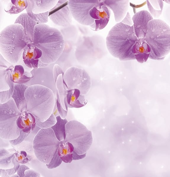 Fototapeta Leuchtend violette Orchideen