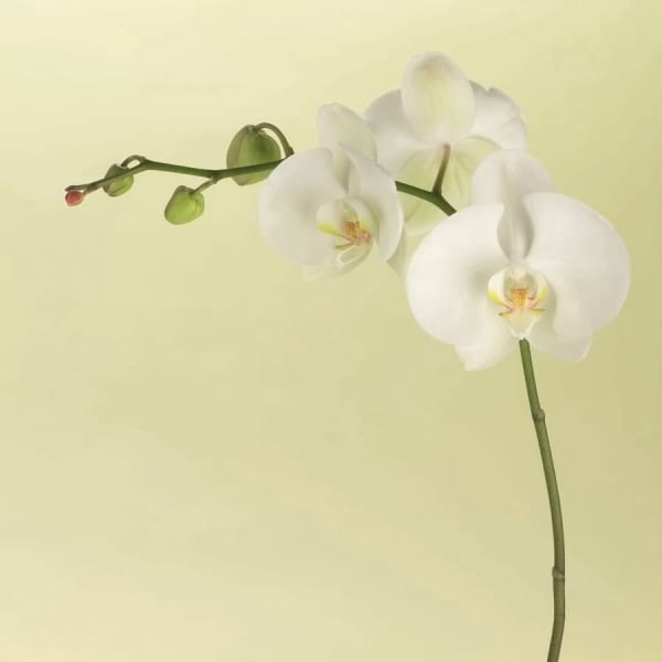 Fototapeta Orchidee auf hellem Hintergrund