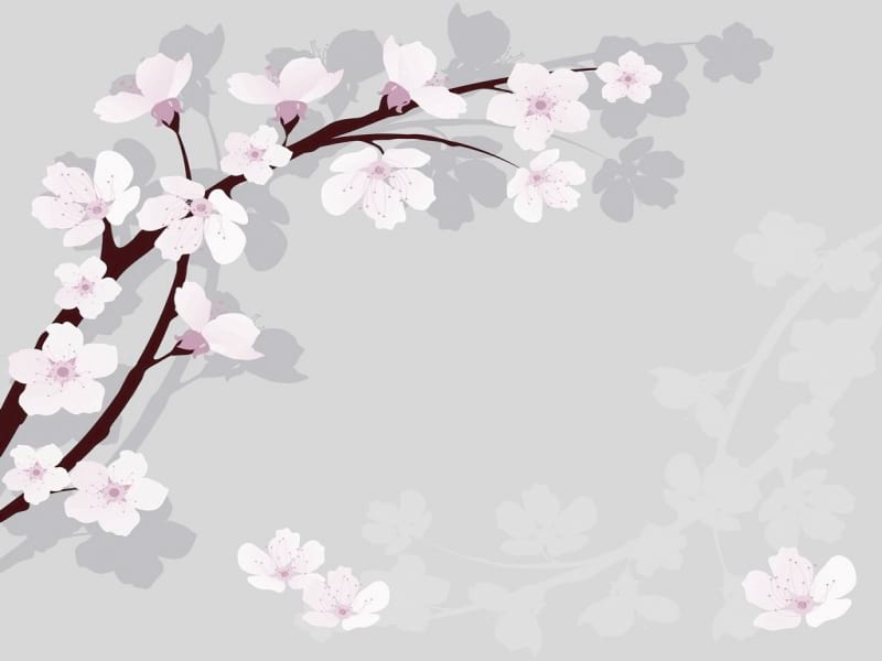 Fototapeta Sakura auf grauem Hintergrund 