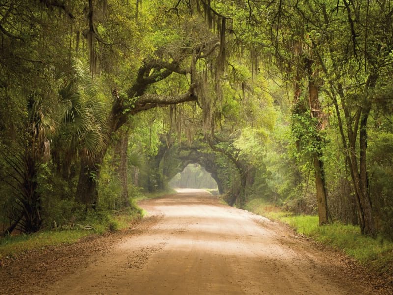Fototapeta Straße im Wald